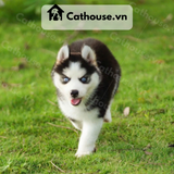  Chó Husky Sibir Màu Trắng Đen 