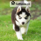  Chó Husky Sibir Màu Trắng Đen 
