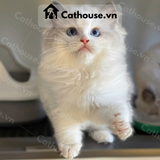  Mèo Ragdoll 