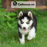  Chó Husky Sibir Màu Trắng Đen 