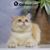  Mèo Anh Lông Ngắn Màu Golden NY12 