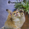 Mèo Anh Lông Ngắn Màu Golden NY12 
