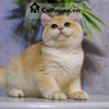 Mèo Anh Lông Ngắn Màu Golden NY12 
