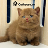  Mèo Anh Lông Ngắn Màu CINNAMON 