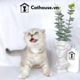  Mèo Anh Lông Ngắn Màu Silver Tabby - ALN0450 