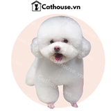  Cắt tỉa chó Poodle mặt tròn - Kiểu Teddy Bear 