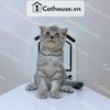  Mèo Anh lông ngắn màu Silver Tabby - ALN04180 