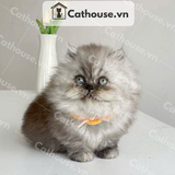  Mèo Munchkin Màu Silver - ALN1718 