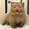  Mèo Anh Lông Ngắn Màu CINNAMON 