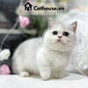  Mèo Munchkin Màu Silver 