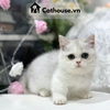  Mèo Munchkin Màu Silver 