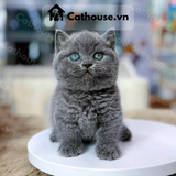  Mèo Munchkin Màu Xanh - ALN17182 