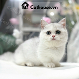  Mèo Munchkin Màu Silver 