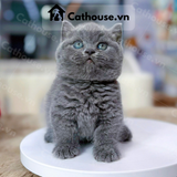  Mèo Munchkin Màu Xanh - ALN17182 