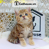  Mèo Anh Lông Dài Màu Golden Tabby - ALN14130 