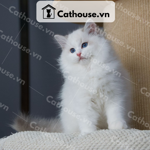 Mèo Ragdoll