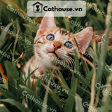  Mèo Bengal - BG0614 