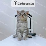  Mèo Anh lông ngắn màu Silver Tabby - ALN04180 