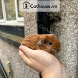  Guinea Pig Ameria - Brown 