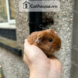  Guinea Pig Ameria - Brown 