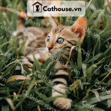  Mèo Bengal - BG0614 