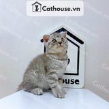  Mèo Anh lông ngắn màu Silver Tabby - ALN04180 
