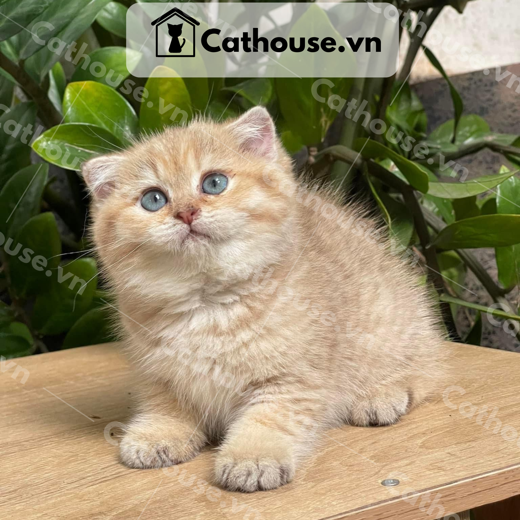  Mèo Anh Lông Ngắn Màu Golden Tabby - ALN14126 
