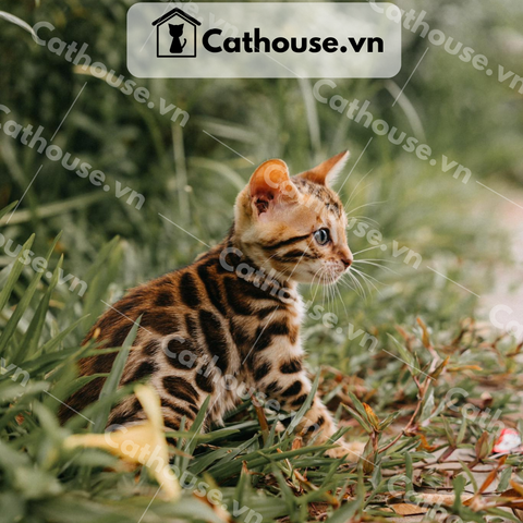 Mèo Bengal