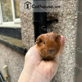  Guinea Pig Ameria - Brown 