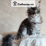  Mèo Maine Coon - MNC028 