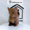  Mèo Munchkin Màu Chocolate Tabby - ALN17178 