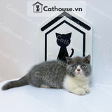  Mèo Munchkin Màu Bicolor- ALN17170 