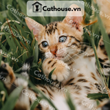  Mèo Bengal - BG0614 