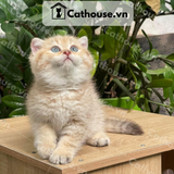  Mèo Anh Lông Ngắn Màu Golden Tabby - ALN14126 