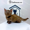  Mèo Munchkin Màu Chocolate Tabby - ALN17178 