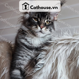  Mèo Maine Coon - MNC028 