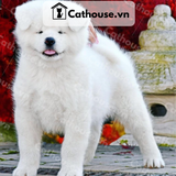  Chó Akita Inu Màu Trắng 