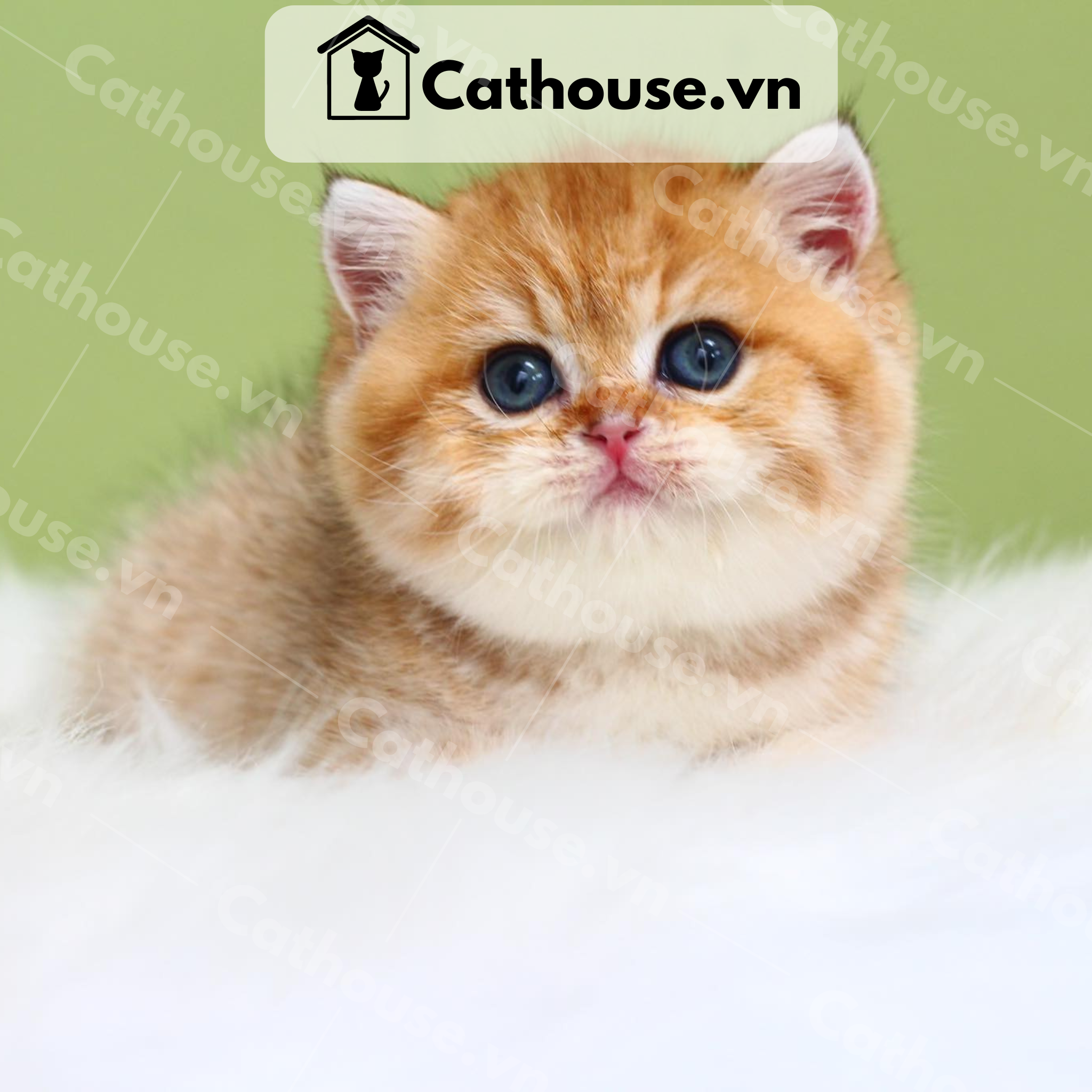  Mèo Anh lông ngắn màu Golden  - ALN0895 
