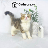  Mèo Anh Lông Ngắn Màu Bicolor Brown Tabby Classic - ALN0271 
