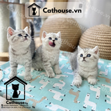  Mèo Anh Lông Ngắn Màu Silver Tabby - ALN0626 