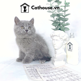  Mèo Anh Lông Ngắn Màu Xám Xanh - ALN0145 