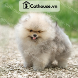  Chó Phốc Sóc ( Pomeranian ) Màu Orange Sable - CPS012 