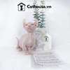  Mèo Sphynx Munchkin Tai Xoắn - SP1956 
