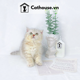  Mèo Anh Lông Ngắn Màu Silver Tabby - ALN0458 
