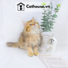  Mèo Anh Lông Dài Màu Golden Tabby - ALD1454 