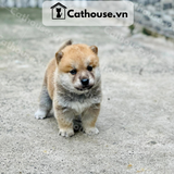  Chó Shiba Inu Màu Trắng Vàng 