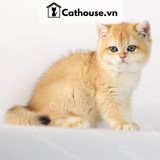  Mèo Anh lông ngắn màu Golden - ALN0987 