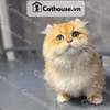  Mèo Munchkin Chân Ngắn Màu Golden  - ALN17127 