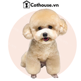  Cắt tỉa chó Poodle mặt tròn - Kiểu Teddy Bear 