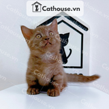  Mèo Munchkin Màu Chocolate Tabby - ALN17178 